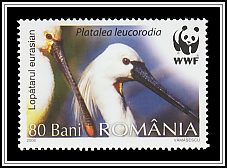 Eurasian Spoonbill (Platalea leucorodia)