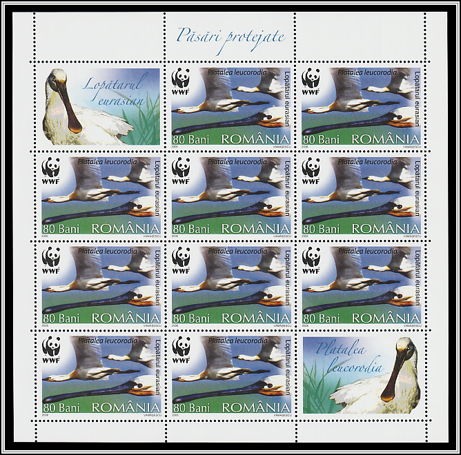 Eurasian Spoonbill (Platalea leucorodia)