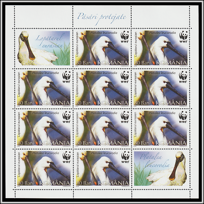 Eurasian Spoonbill (Platalea leucorodia)