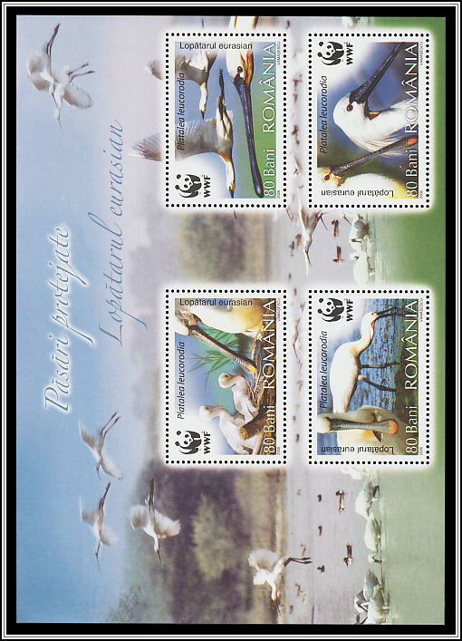 Eurasian Spoonbill (Platalea leucorodia)