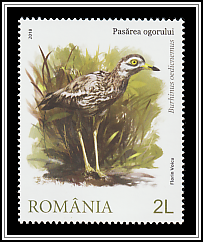 Stone Curlew