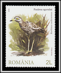 Stone Curlew