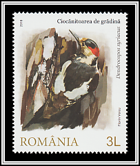 Spotted Woodpecker
