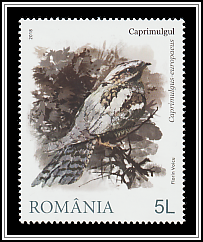 European Nightjar