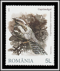 European Nightjar