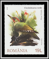European Green Woodpecker