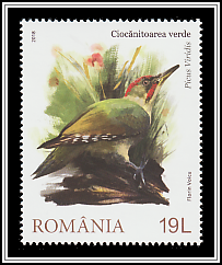 European Green Woodpecker