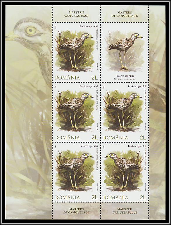 Stone Curlew (Burhinus oedicnemus)