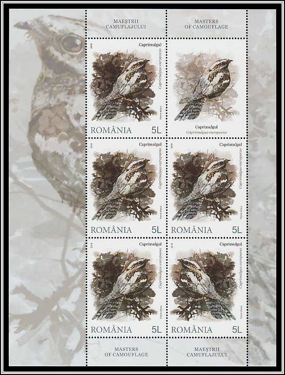 European Nightjar (Caprimulgus europaeus)