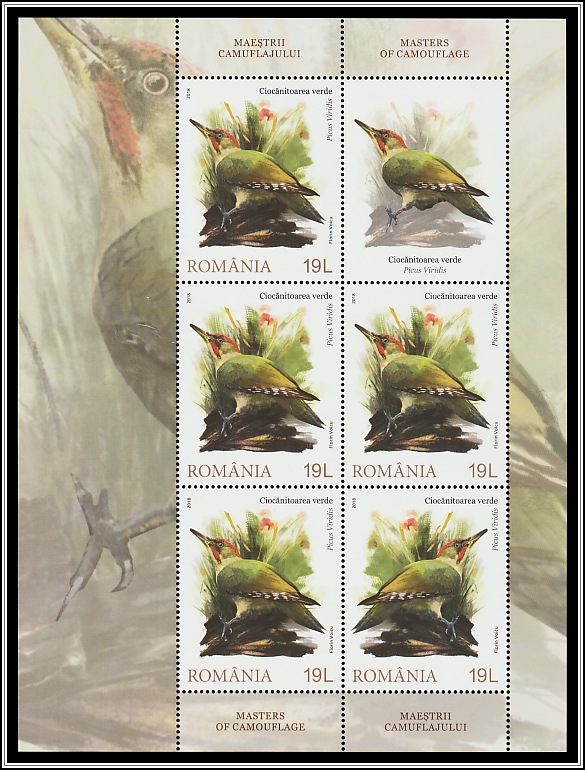 European Green Woodpecker (Picus viridis)