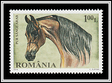 Arabian Thoroughbred