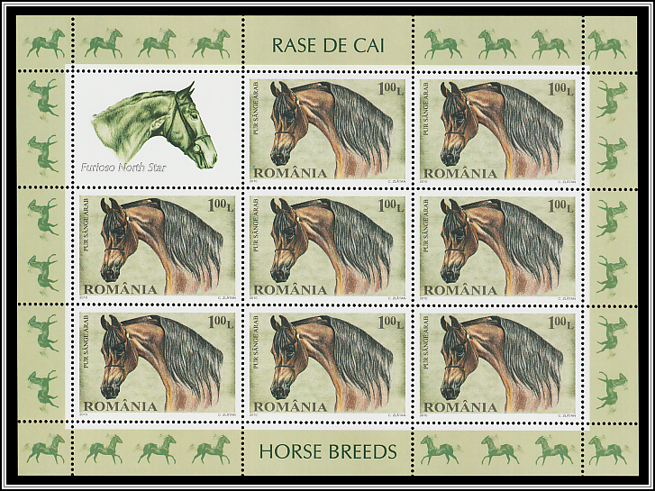 Arabian Thoroughbred