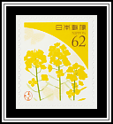 Rapeseed Blossoms