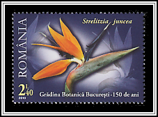 Leafless Bird of Paradise (Strelitzia juncea)