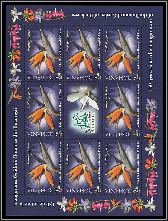 Leafless Bird of Paradise (Strelitzia juncea)