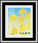 Rape Blossoms