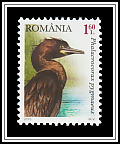Pygmy Cormorant