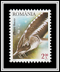 European Sturgeon