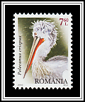 Dalmatian Pelican