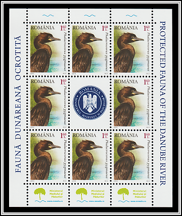 Pygmy Cormorant (Phalacrocorax pygmaeus)