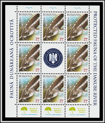 European Sturgeon (Huso huso)