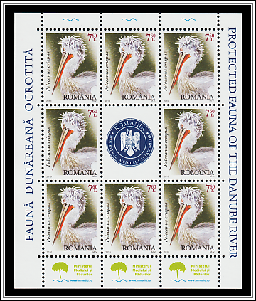 Dalmatian Pelican (Pelecanus crispus)
