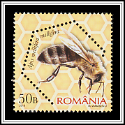 Dark European Honey Bee