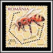 Italian Honey Bee