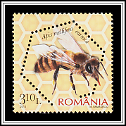 Carniolan Honey Bee