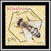 Caucasian Honey Bee