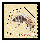 Dark European Honey Bee