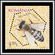 Caucasian Honey Bee