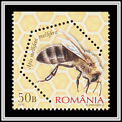 Dark European Honey Bee