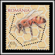 Italian Honey Bee