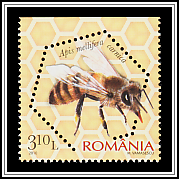 Carniolan Honey Bee