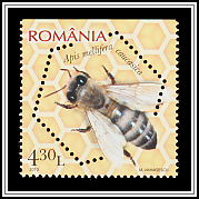 Caucasian Honey Bee