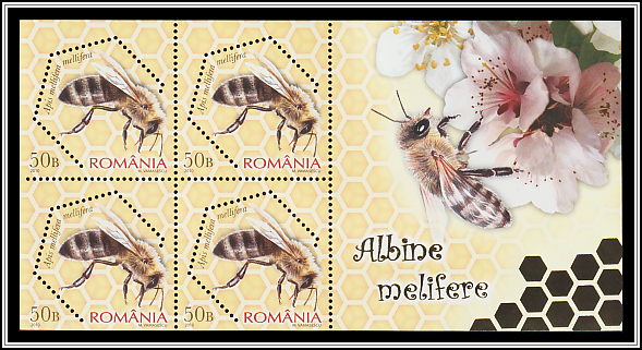Dark European Honey Bee (Apis mellifera mellifera)