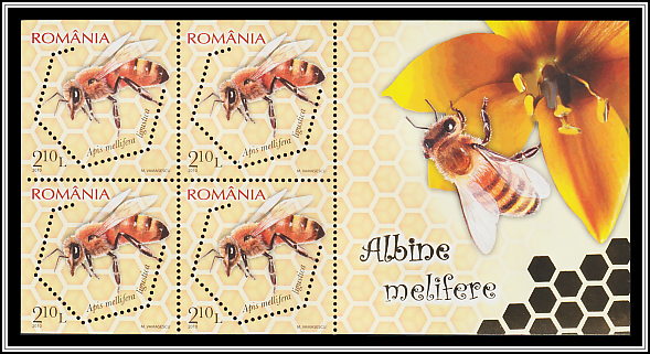 Italian Honey Bee (Apis mellifera ligustica)