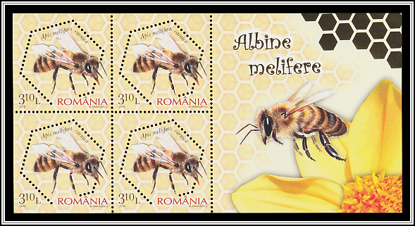 Carniolan Honey Bee (Apis mellifera carnica)