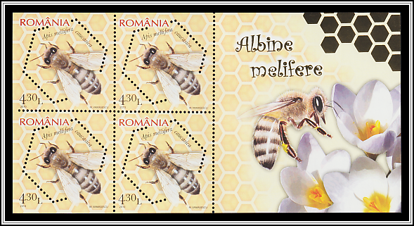 Caucasian Honey Bee (Apis mellifera caucasica)