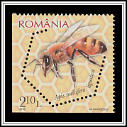 Italian Honey Bee
