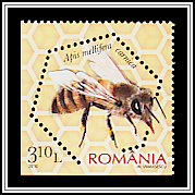 Carniolan Honey Bee