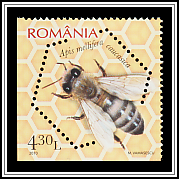 Caucasian Honey Bee