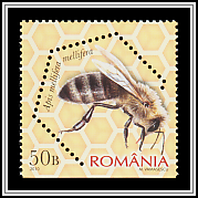 Dark European Honey Bee
