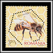 Carniolan Honey Bee