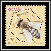 Caucasian Honey Bee