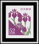 Japanese Iris