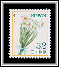 Narcissus