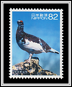 Rock Ptarmigan