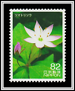 Chickweed Wintergreen